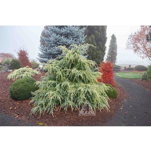 0 units available! Pre-Order Qty: 0