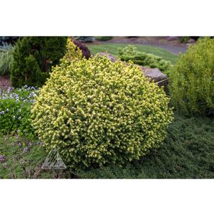 0 units available! Pre-Order Qty: 0