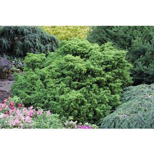 0 units available! Pre-Order Qty: 0