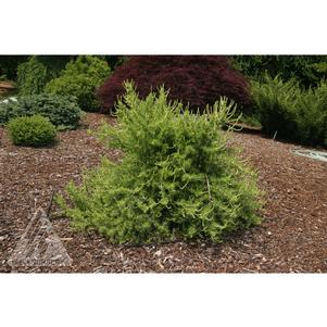 0 units available! Pre-Order Qty: 0