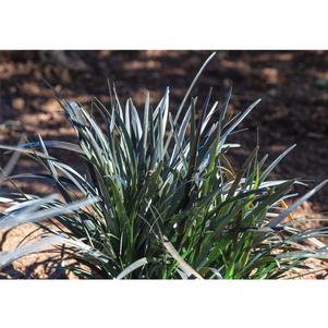 0 units available! Pre-Order Qty: 0