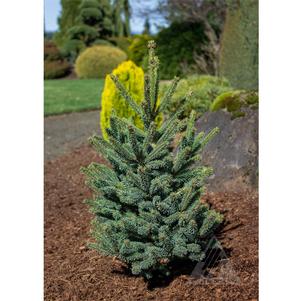 0 units available! Pre-Order Qty: 0