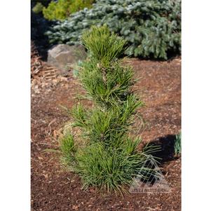 0 units available! Pre-Order Qty: 0