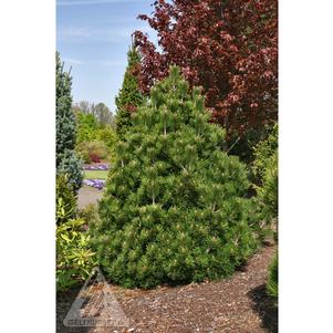 0 units available! Pre-Order Qty: 0