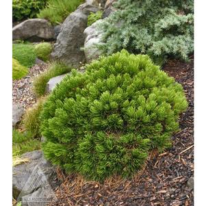 0 units available! Pre-Order Qty: 0