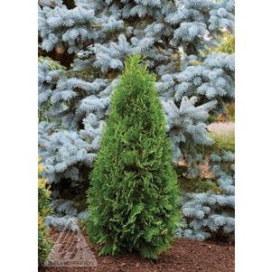 0 units available! Pre-Order Qty: 0