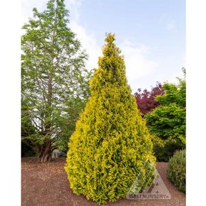 0 units available! Pre-Order Qty: 0