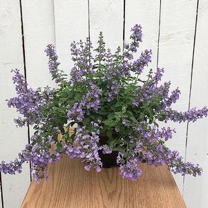 0 units available! Pre-Order Qty: 0