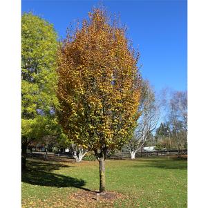 0 units available! Pre-Order Qty: 0