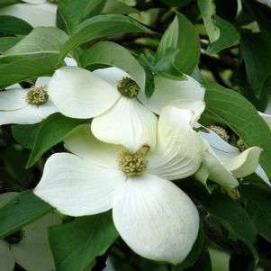 0 units available! Pre-Order Qty: 0