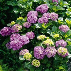 0 units available! Pre-Order Qty: 0