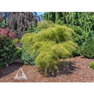 0 units available! Pre-Order Qty: 0