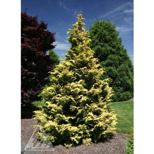 0 units available! Pre-Order Qty: 0