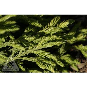 0 units available! Pre-Order Qty: 0