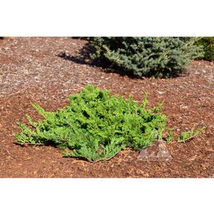 0 units available! Pre-Order Qty: 0