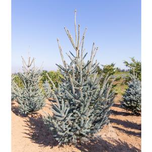 0 units available! Pre-Order Qty: 0