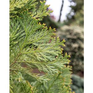 0 units available! Pre-Order Qty: 0