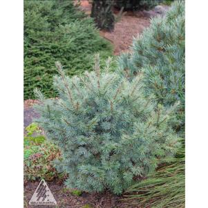 0 units available! Pre-Order Qty: 0