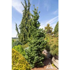 0 units available! Pre-Order Qty: 0