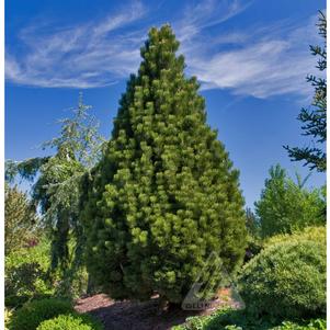 0 units available! Pre-Order Qty: 0