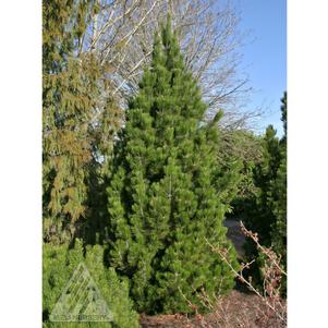 0 units available! Pre-Order Qty: 0