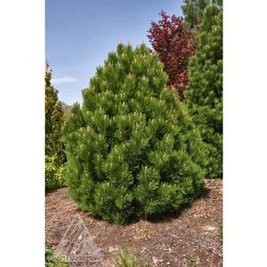 0 units available! Pre-Order Qty: 0