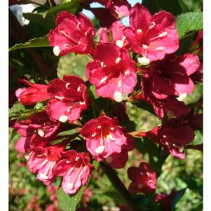 0 units available! Pre-Order Qty: 0