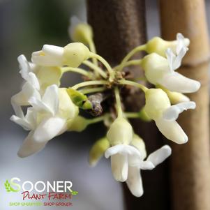 0 units available! Pre-Order Qty: 0