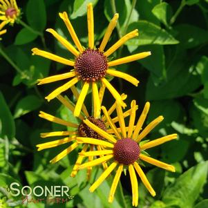 0 units available! Pre-Order Qty: 0